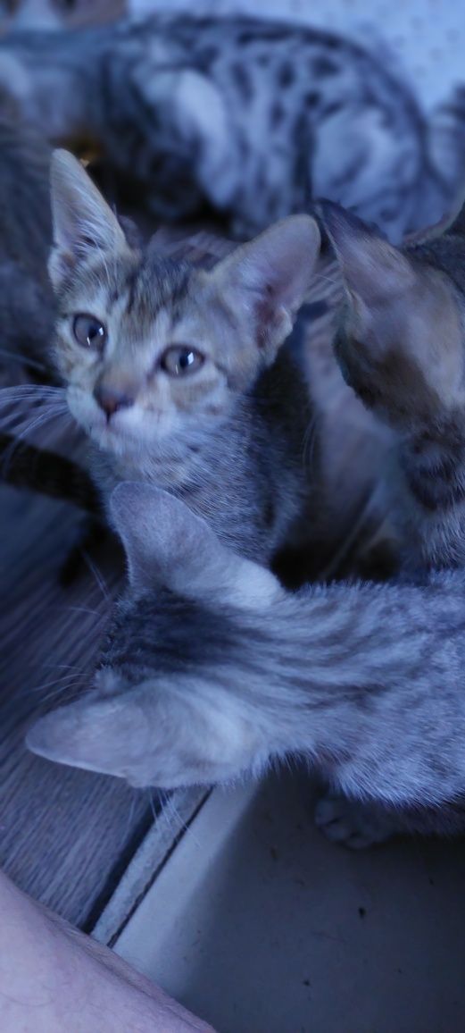Котята. Г. Шымкент.Казбалейторг