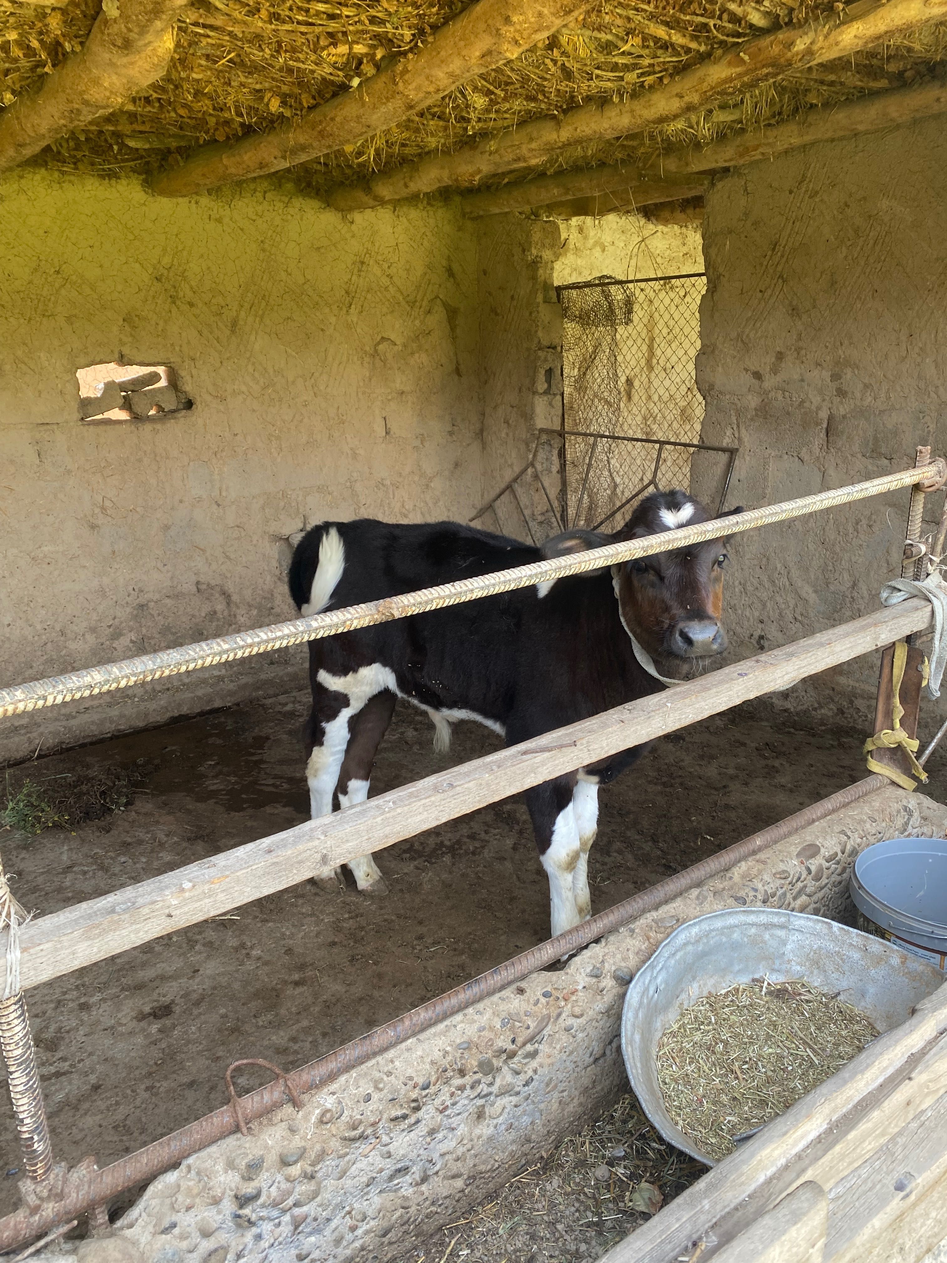 Sigir mol sog’in
