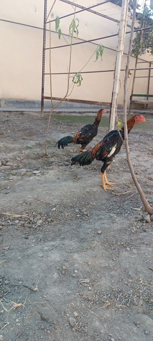 Тунка тож жужалар