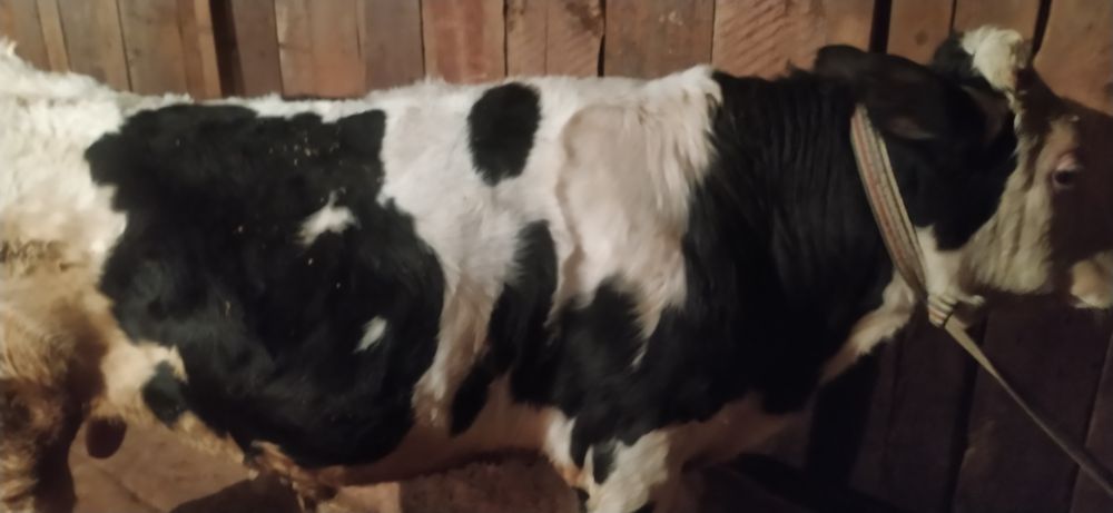 Буқа сатылады 1 жарым жасар