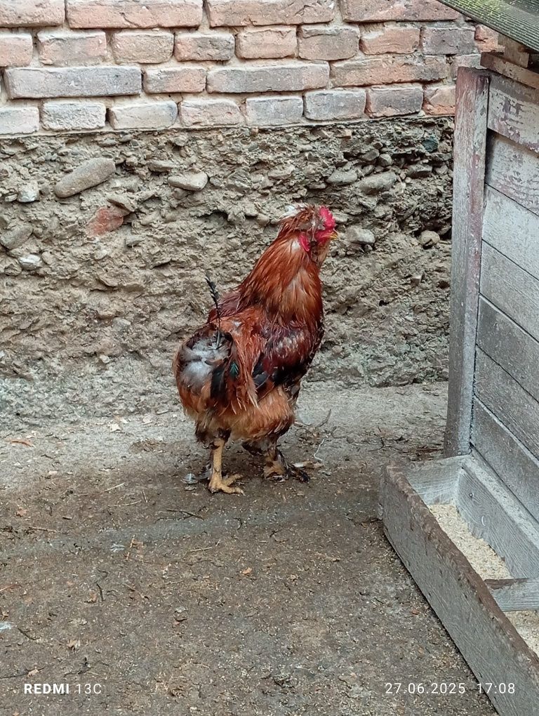 Vând 10 pui moțați