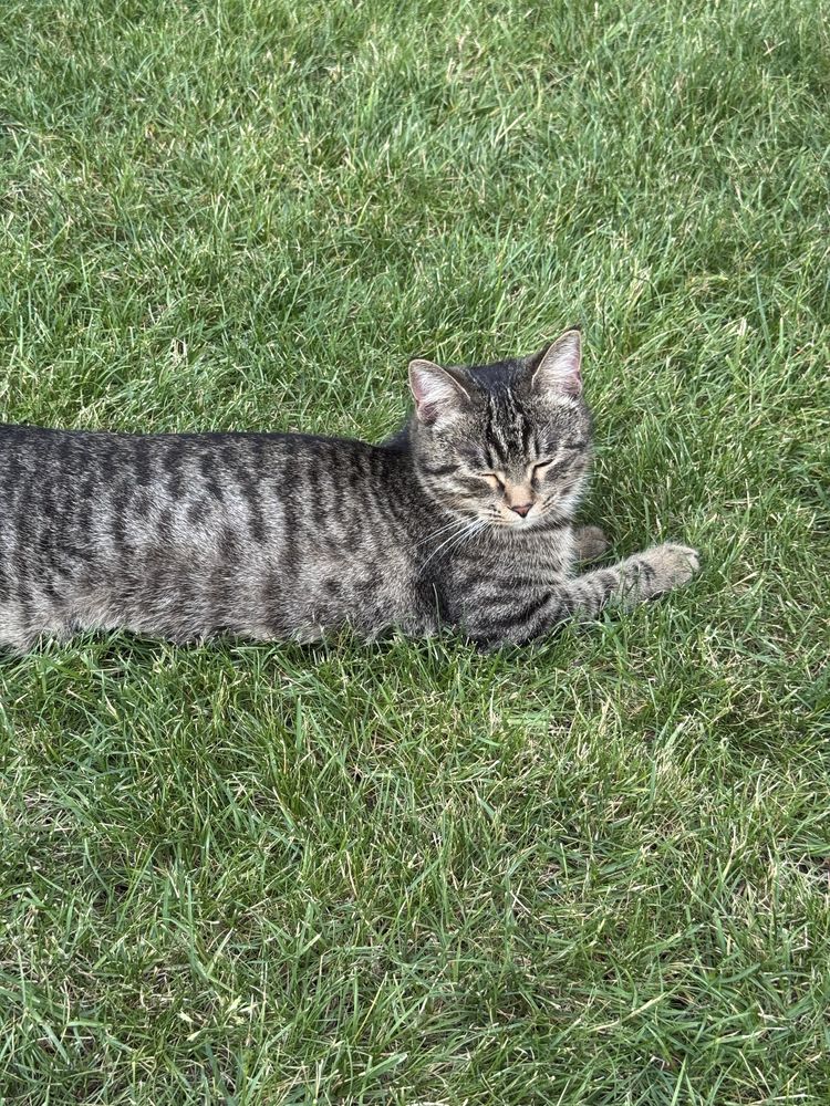 Котик ищет себе дом