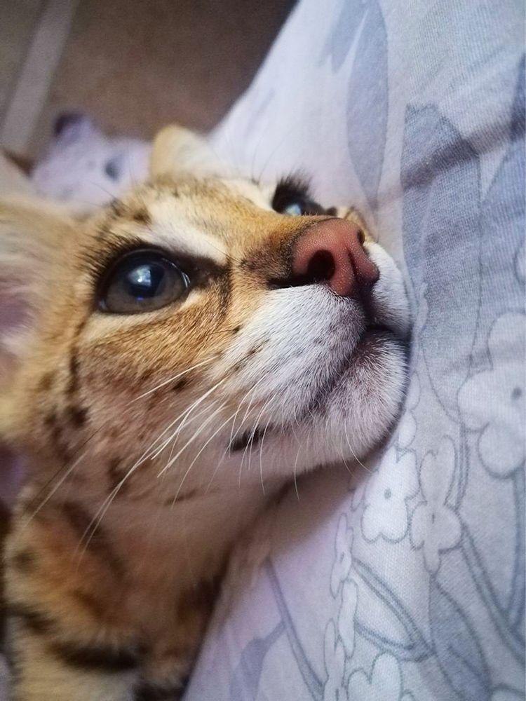 Саванна ф1 Самая дорогая кошка в мире