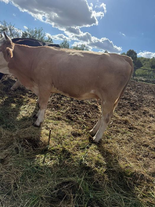 Vaca de vânzare mai multe detalii la tel