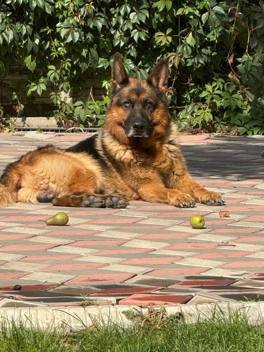 Отдадим в добрые руки немецкого пса