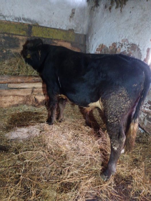 Juninca cu lapte și tăuraș