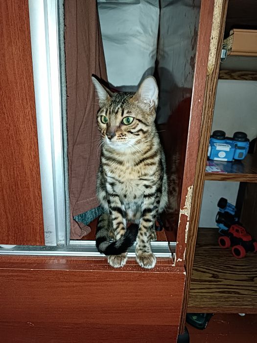 Продается кошка Бенгальская