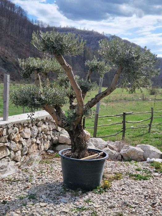 Plante Ornamentale