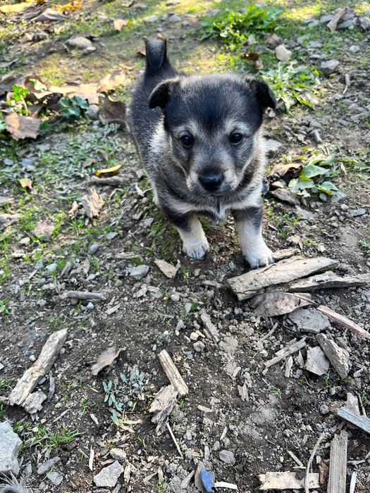 Подарявам три малки кученца на 1 месец
