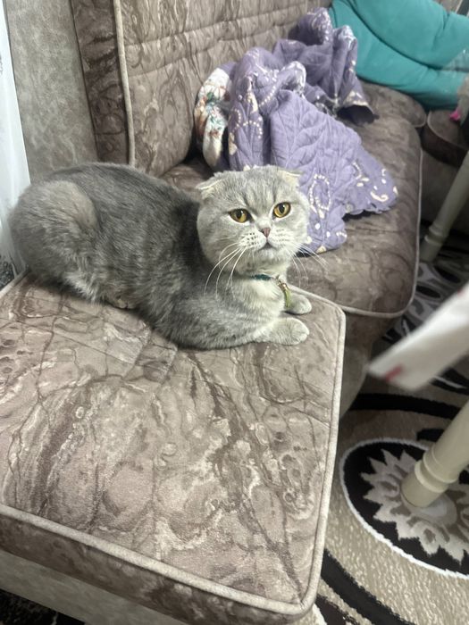 Шотландская вислоухая