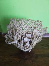 Естествен морски корал