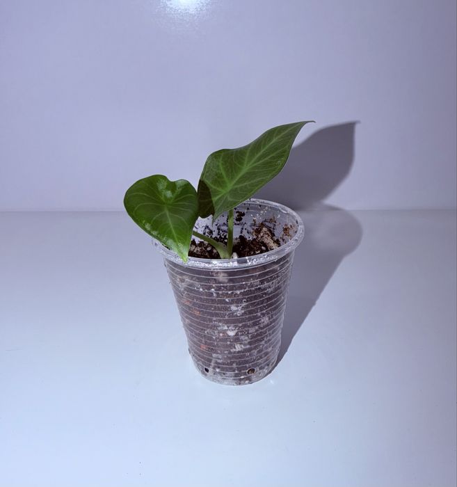 Алоказия, комнатные растения, комнатные цветы