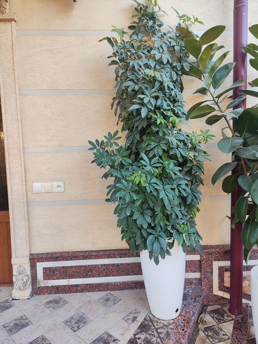 Продаются комнатные растения