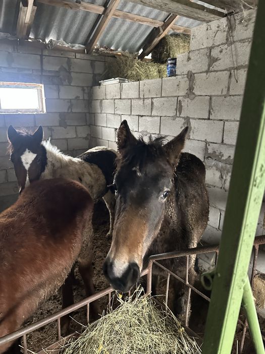 Продам 3х жеребят жабагы