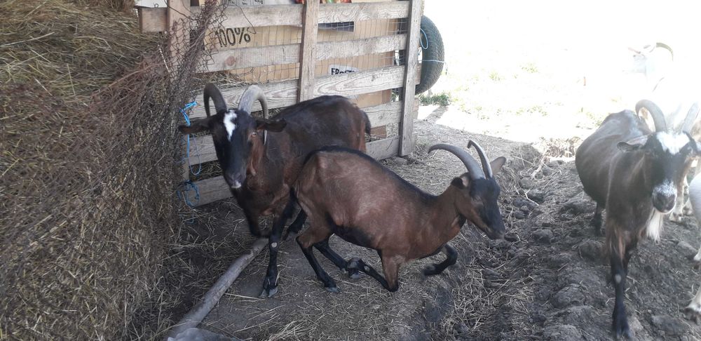 Capre de vanzare