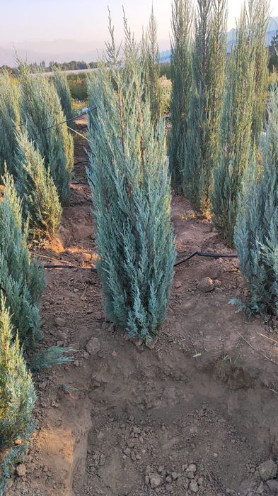 Маживельники блюаро