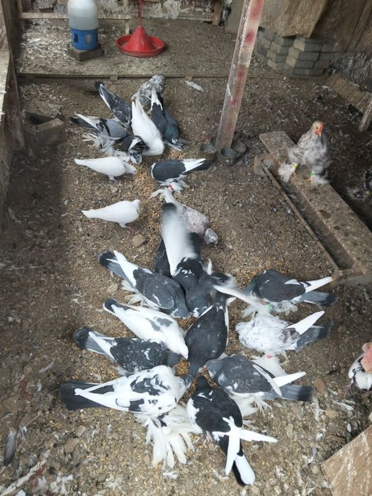 De vânzare porumbei gusati