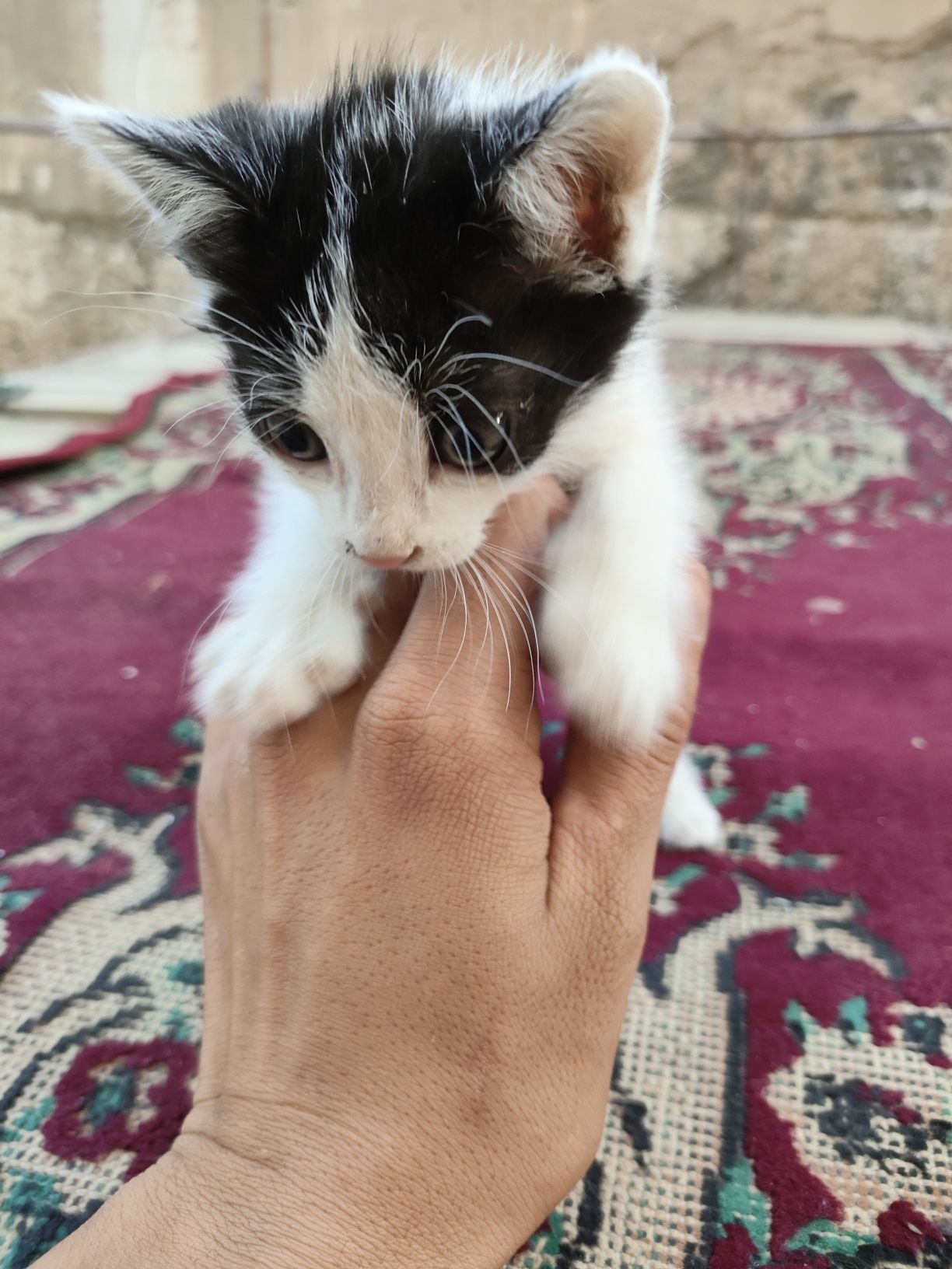 Отдам котика бесплатно
