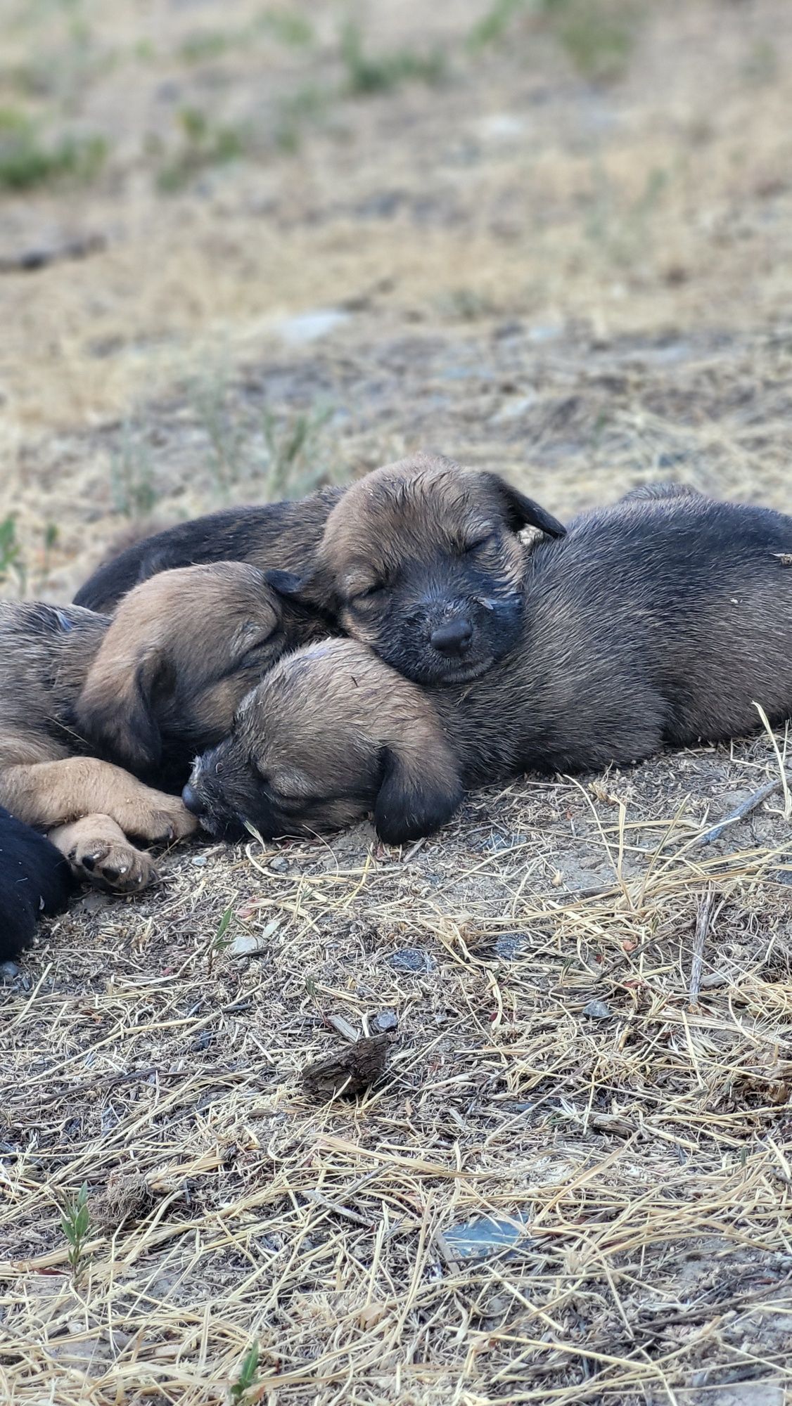 Щенки девочки бесплатно