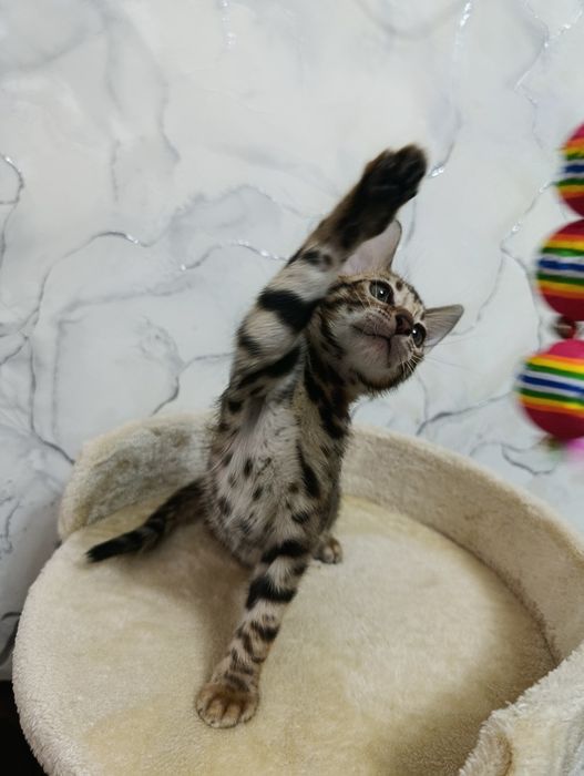 Бенгальский котенок мальчик