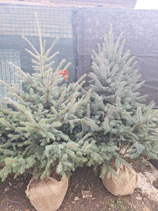 Plante ornamentale pentru grădina ta – transport inclus