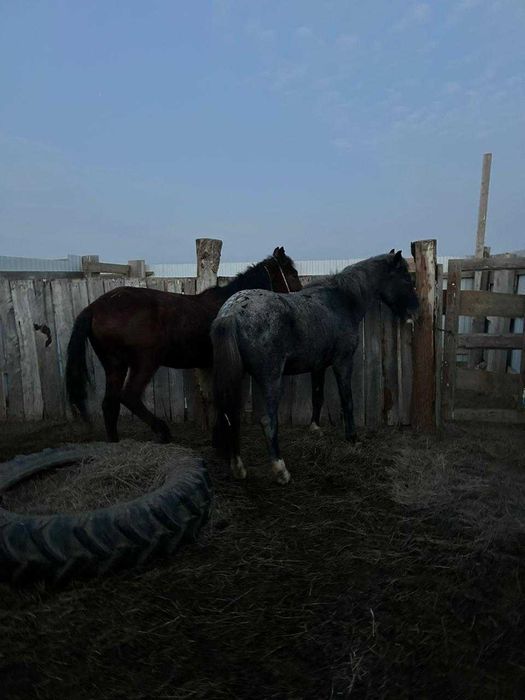 Жылқы жуас мінгі 4 жылдық