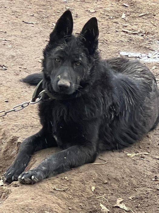 1 жасар ит сатылады