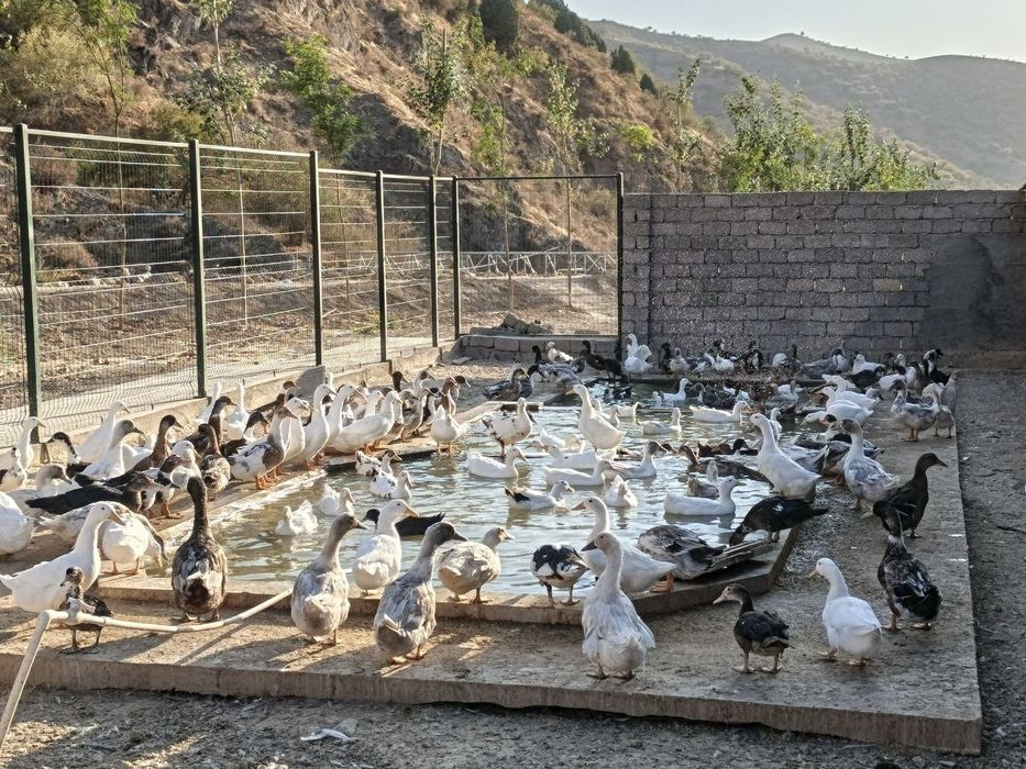 Утка натуральная. Урдак гармонсиз. Байрамларга жудаям зор.