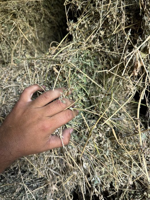 Baloti frunzoși de lucerna mari si grei