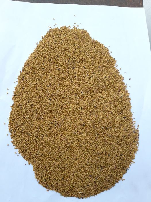 Sămânță Lucerna Decuscutata