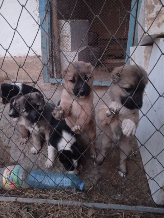 Chopon gidiklar sotiladi