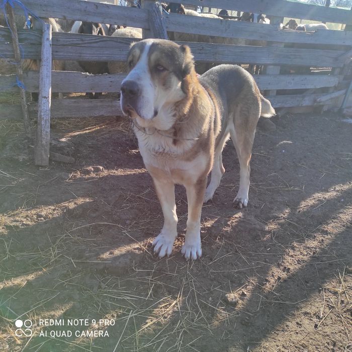 Алабай на 2 години