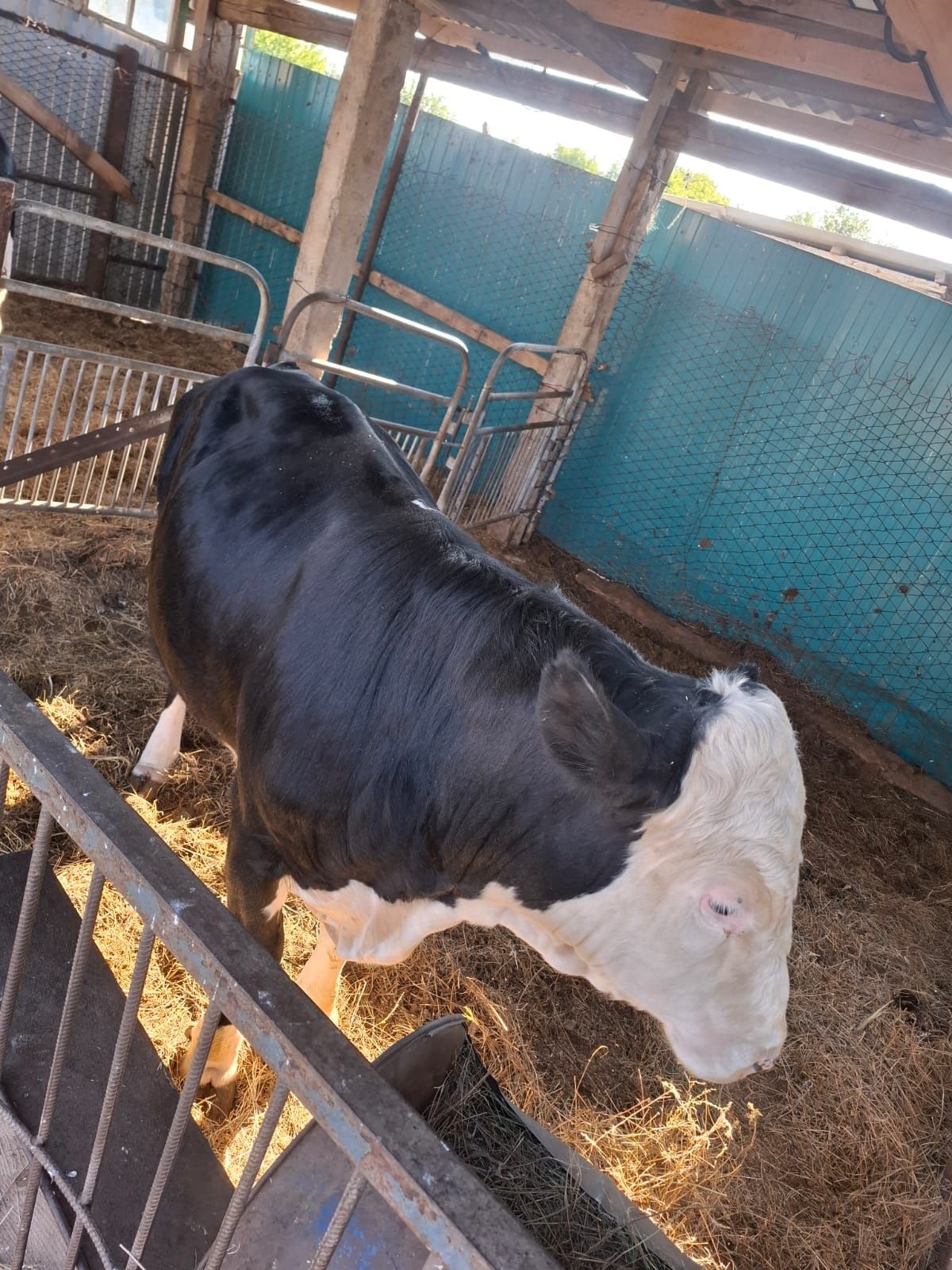 Продам 2 быка. 2 года и 1.5.