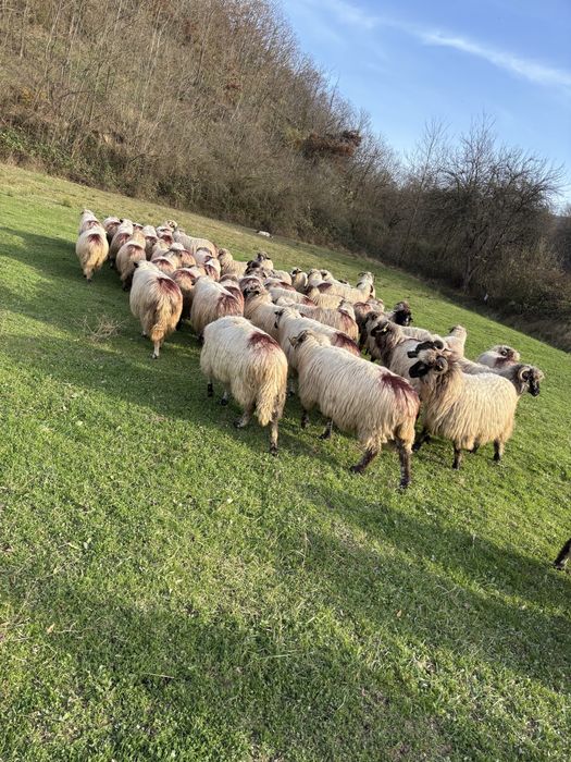 Vand 50 de oi tinere