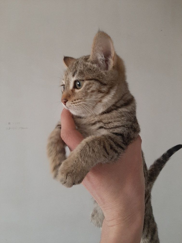 Отдам даром в хорошие руки.