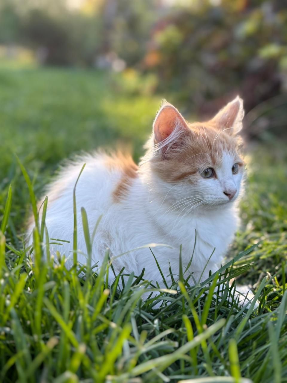Котята заботливым ответственным хозяевам