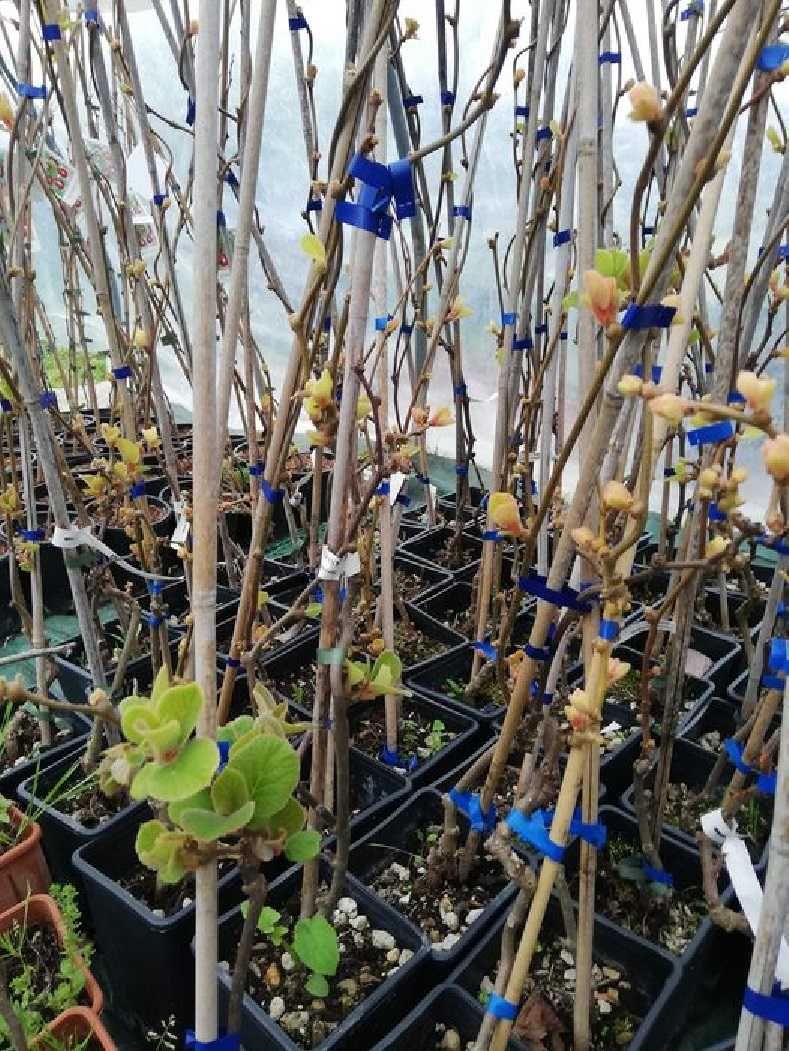 Kiwi Jenny ( Actinidia Deliciosa ) 100-140 cm