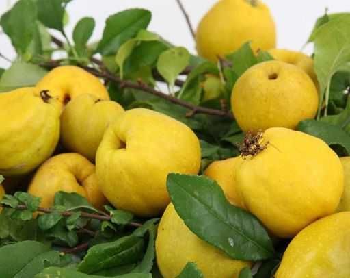 Планински лимон фиданки Chaenomeles