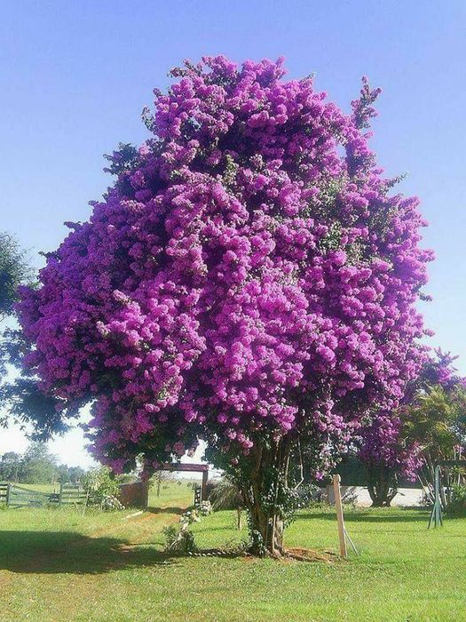Pomi Ornamentali  paulownia  tomentosa