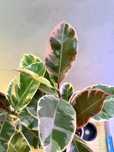 Ficus elastica "Belize"
