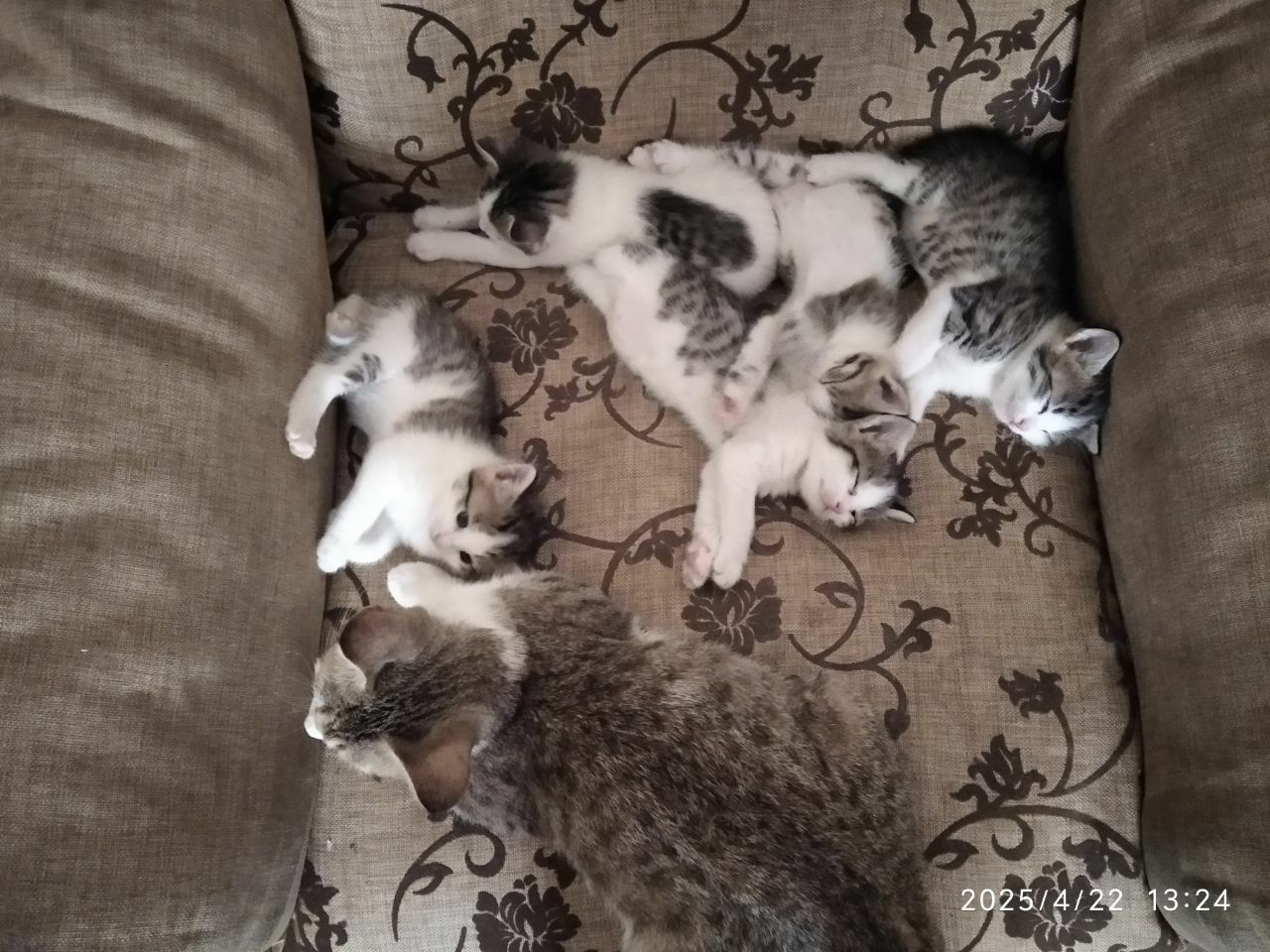 Mushuk bolalari onasi hadiyaga beriladi yahshi qollarga
