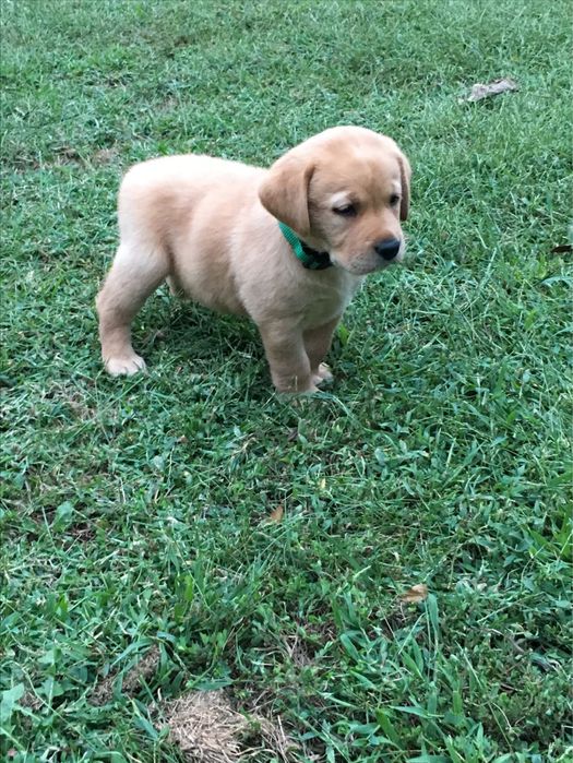 Puiut labrador retriever cu pedigree tip A