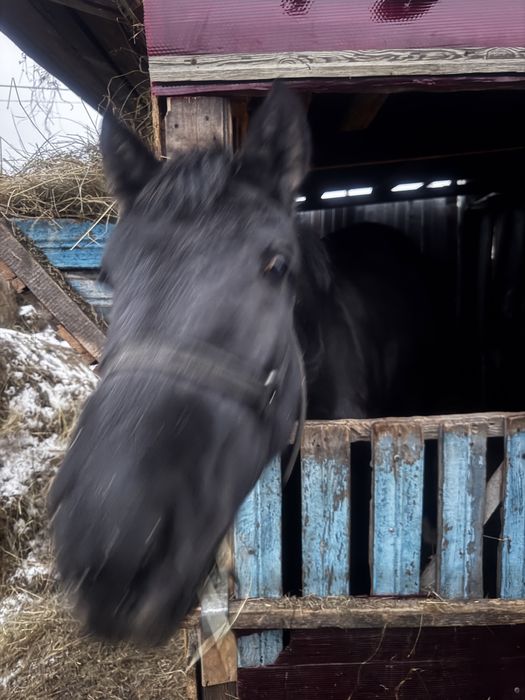 Продам жеребца 2х летка на откорме