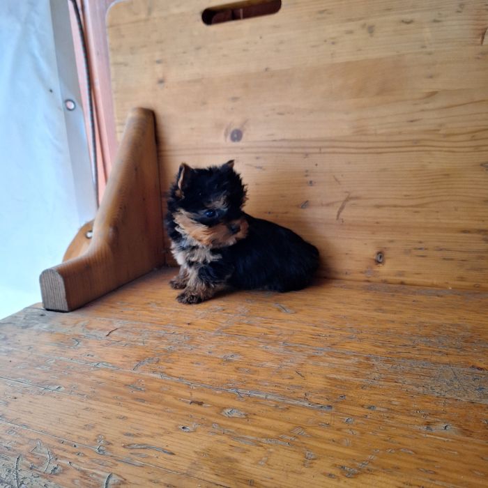 Yorkshire Terrier Toy de rasa pura cu vaccin și deparazitați și carnet