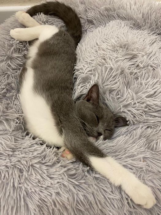 Котенок в добрые руки