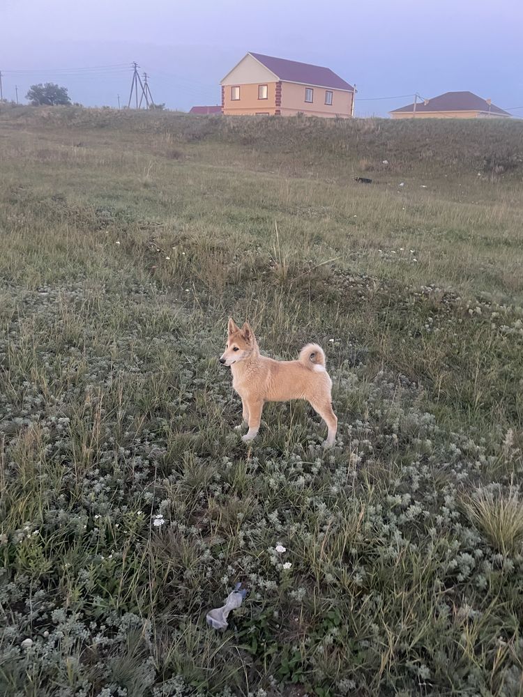 Щенки лайки чистокровные