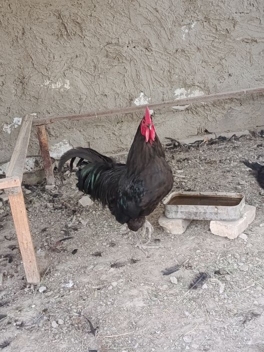 Астролоп хуроз сотилади