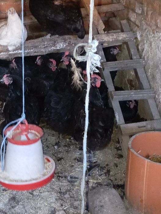 Găini și puicuțe de vanzare