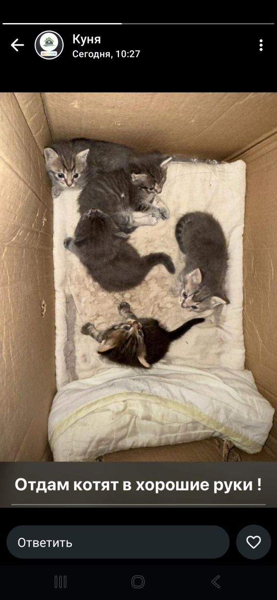 отдам котят в добрые руки