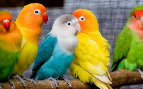 Продаются 3 желтые (лимонного) цвета канарейки,